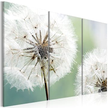 Akrylglastavla Arkiio Fluffy Dandelions