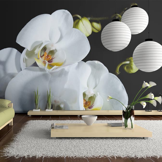 Fototapet Arkiio Phalaenopsis 450x270 cm