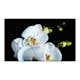 Fototapet Arkiio Phalaenopsis 450x270 cm
