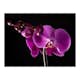 Fototapet Arkiio Elegant Orchis