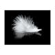 Fototapet Arkiio White Feather