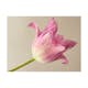 Fototapet Arkiio Pink Tulip