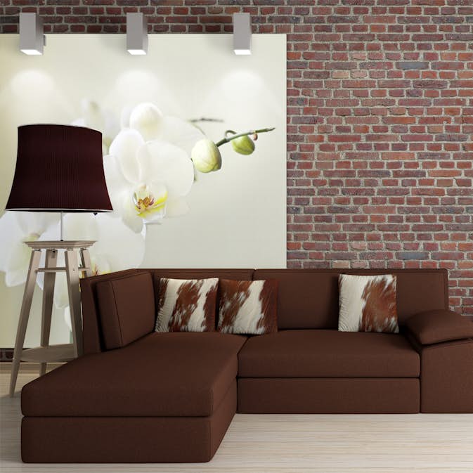 Fototapet Arkiio Orchidwhite