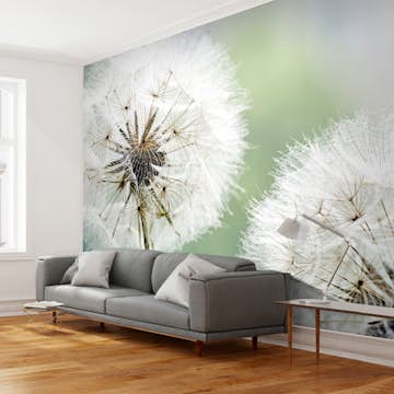 Fototapet Arkiio Två Maskrosor