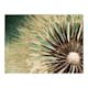 Fototapet Arkiio Focus On Dandelion