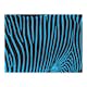 Fototapet Arkiio Zebra Pattern Turkos