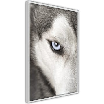 Poster Artgeist Affisch Dog's Look