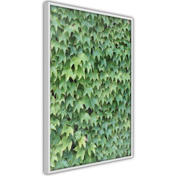 Poster Artgeist Affisch Thick Ivy