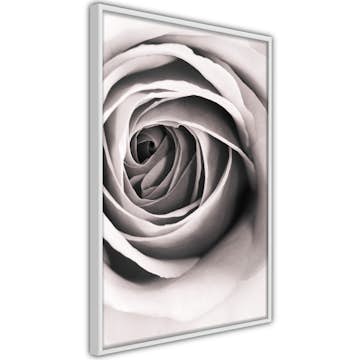 Poster Artgeist Affisch Rose Vortex