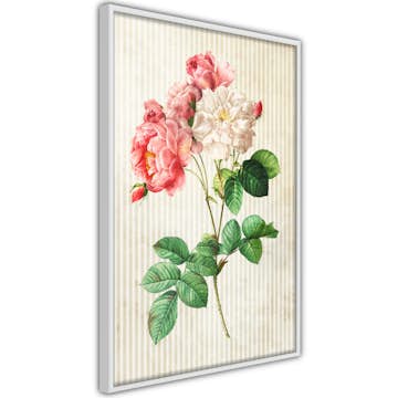 Poster Artgeist Affisch Heavenly Rose