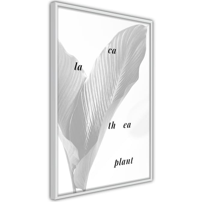 Poster Artgeist Affisch Calathea Plant