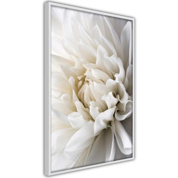 Poster Artgeist Affisch White Dahlia