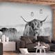 Fototapet Arkiio Highland Cattle