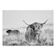 Fototapet Arkiio Highland Cattle Självhäftande
