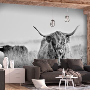 Fototapet Arkiio Highland Cattle Självhäftande