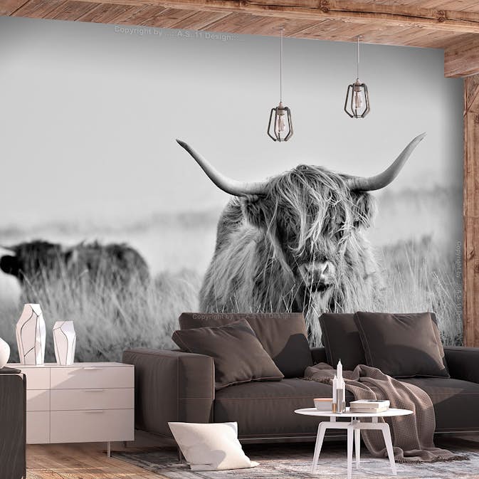 Fototapet Arkiio Highland Cattle Självhäftande