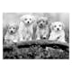 Fototapet Arkiio Four Puppies