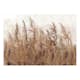 Fototapet Arkiio Tall Grasses - Brown