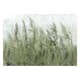 Fototapet Arkiio Tall Grasses Arkiio Green