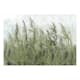 Fototapet Arkiio Tall Grasses - Green