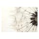 Fototapet Arkiio White Dandelion
