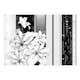 Fototapet Arkiio Crying Lilies In White
