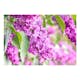 Fototapet Arkiio Lilac Flowers