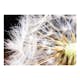 Fototapet Arkiio Fluffy Dandelion