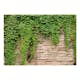 Fototapet Arkiio Ivy Wall