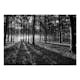 Fototapet Arkiio The Light In The Forest