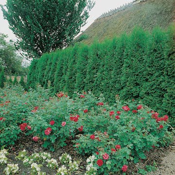 Planta Ädeltuja Omnia Garden Smaragd 50-70 cm