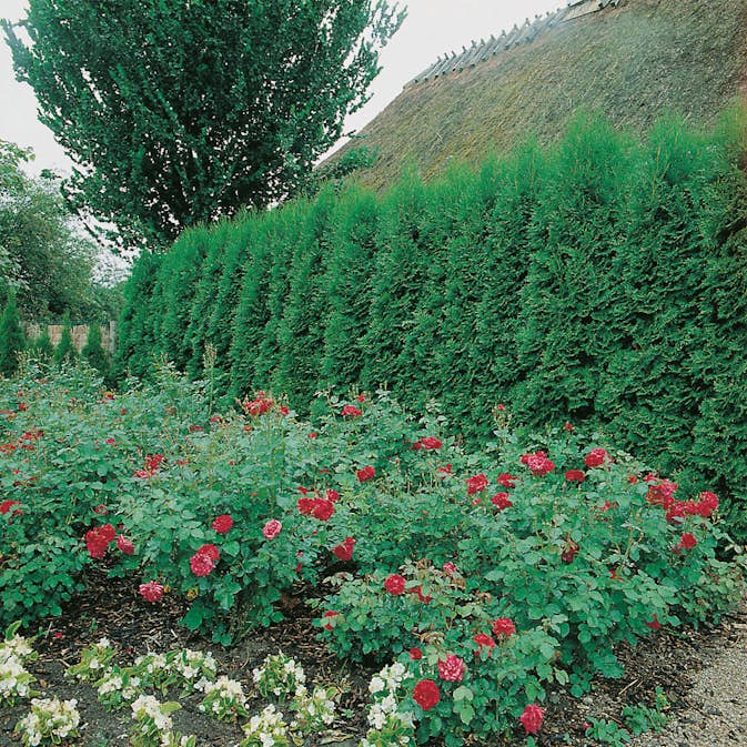 Planta Ädeltuja Omnia Garden Smaragd 80-100 cm