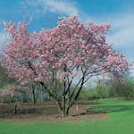 Prydnadsbuske Omnia Garden Solitär Bergkörsbär med Rosa Blomning & Grönt Lövverk, 150-200cm