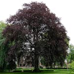 Prydnadsträd BlodBok Omnia Garden 125-150 cm Fagus Sylvatica Riversii