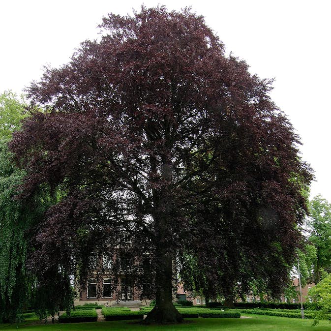 Prydnadsträd BlodBok Omnia Garden 125-150 cm Fagus Sylvatica Riversii