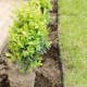 Buske Buxbom Omnia Garden (Buxus Sempervirens) 30-40 cm