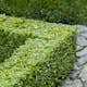 Buske Buxbom Omnia Garden (Buxus Sempervirens) 30-40 cm
