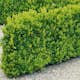 Buske Buxbom Omnia Garden (Buxus Sempervirens) 30-40 cm