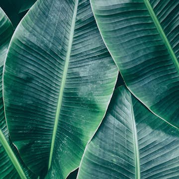 Fototapet Living Walls Designwalls DD118560