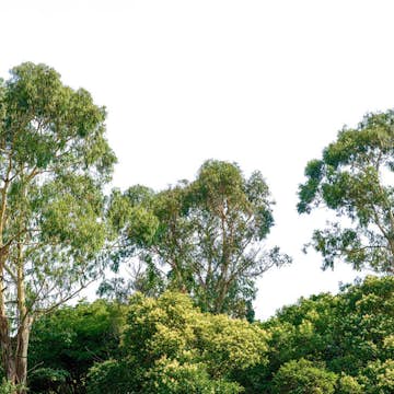 Fototapet Living Walls Designwalls DD118797