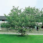 Prydnadsbuske Omnia Garden Ginnalalönn, Vit Blomning, 150-200cm