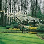 Prydnadsträd Omnia Garden Glanskörsbär Vit Blomning 150-200 cm