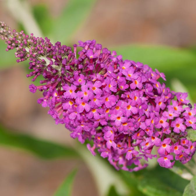 Prydnadsbuske Omnia Garden Syrénbuddleja Fjärilsbuske Miss Ruby