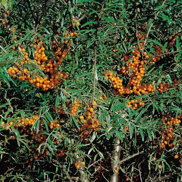 Buske Havtorn Omnia Garden Romeo Hanplanta