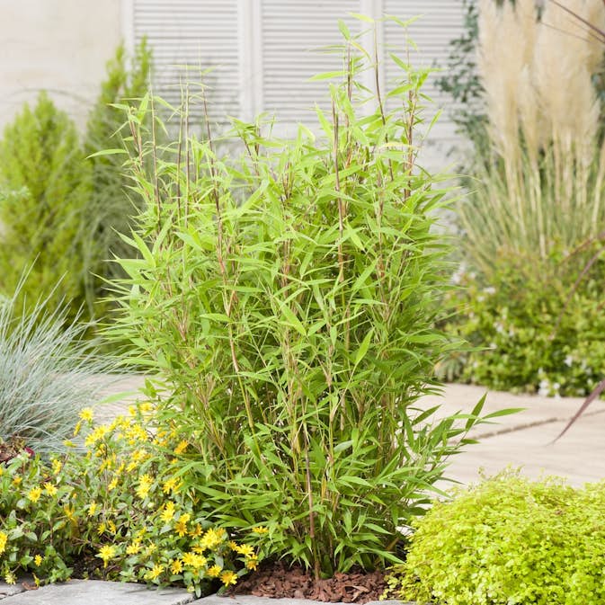 Bambu Omnia Garden Dvärgbambu