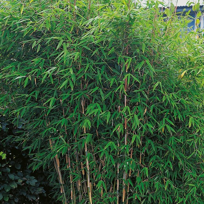 Bergbambu Omnia Garden Dino 50-60 cm