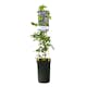 Klätterväxt Atragene Klematis Omnia Garden Maidwell Hall 40-60 cm