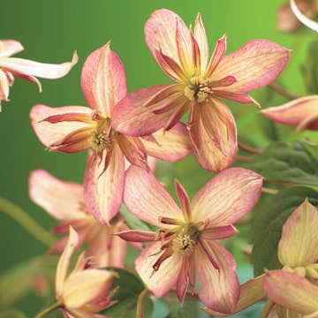 Klätterväxt Atragene Klematis Omnia Garden Marjorie 40-60 cm
