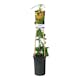 Klätterväxt Trädgårdskaprifol Omnia Garden Mandarin 40-60 cm