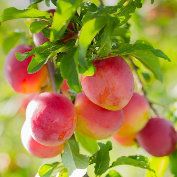 Körsbärsplommonträd Omnia Garden Komet Kubanskaja Kometa E